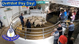 Selling Sheep To Pay The Bills = Behind The Scenes At The Livestock Market.