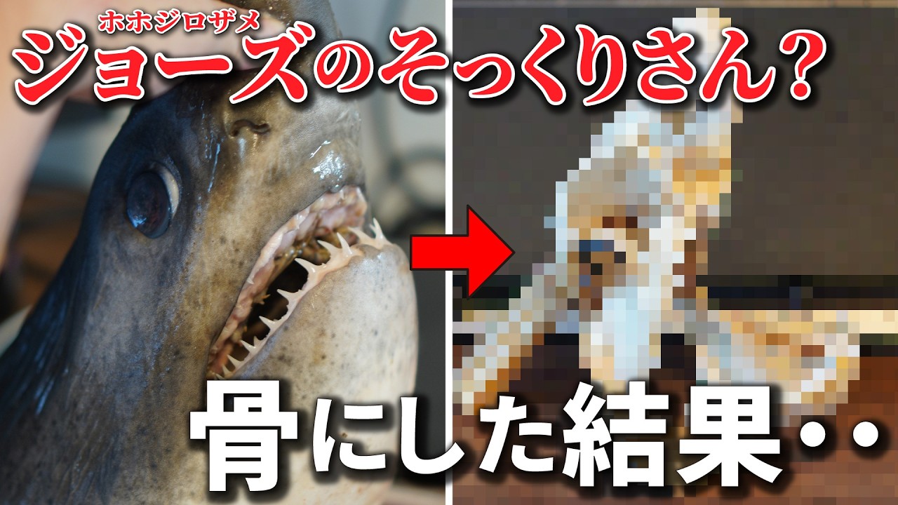 ホホジロザメに似てるサメ？ネズミザメの頭骨標本を作ったら新発見が・・！#モウカザメ　#標本