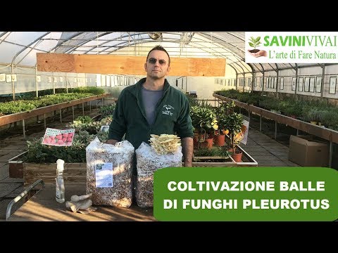 Come lottare con parassiti di roses A propoit da vermi di polli