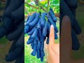 Plant This Beautiful Grape Moon Drops Variety Satisfying Shot