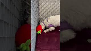 Video preview image #1 Maltese-Unknown Mix Puppy For Sale in Wheaton, IL, USA