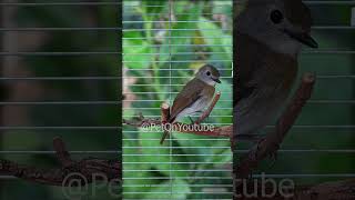 Download lagu SRDC (sikatan rimba dada coklat) paud trotol jantan S4E19 [Pet ON] mp3