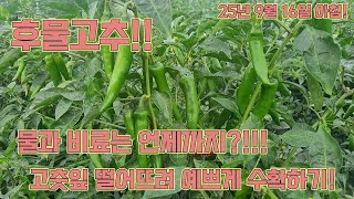 후물고추, 언제까지 물이랑 비료줘요?!!!! 고추잎은 어떻게 떨어뜨려요?!!! 고추농사 잘 짓는 법!!