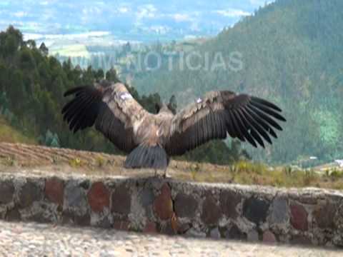 CÓNDOR POLITO LIBERADO EN OTAVALO