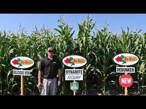 Dynamite Hybrid Showcase