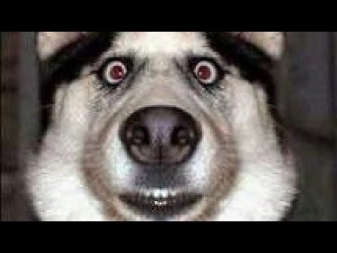 Best Pappys Funniest Videos Ever With Babies|