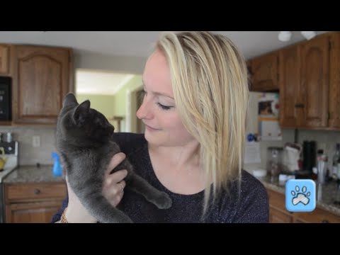 Popsicles For Cats