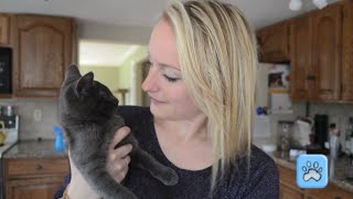 DIY Catsicles - Popsicles for Your Cats!
