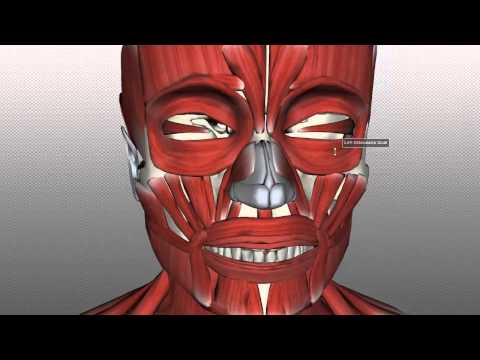 Muscles of Facial Expression - Anatomy Tutorial PART 1