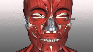 Muscles of Facial Expression - Anatomy Tutorial PART 1