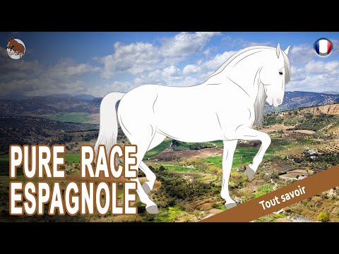 , title : 'CHEVAL PURE RACE ESPAGNOLE, des chevaux très élégants, aux allures relevées, RACES DE CHEVAUX'