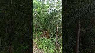 Download lagu Oil palm : Botanical name  (Elaeis guineensis mp3