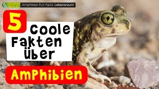5 coole Tier-Fakten über Amphibien - Frosch Salam