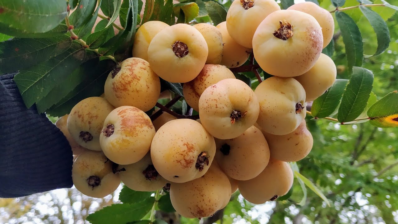 Tasty Service Tree (Sorbus domestica) or "Dirtbag" - YouTube