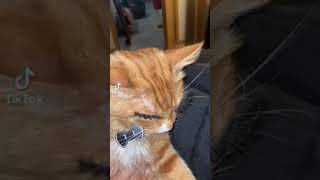 Download lagu Jang .! Tante kesepian ni mp3