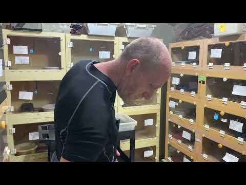 Brazilian lancehead extractions… including one close call! Bothrops moojeni