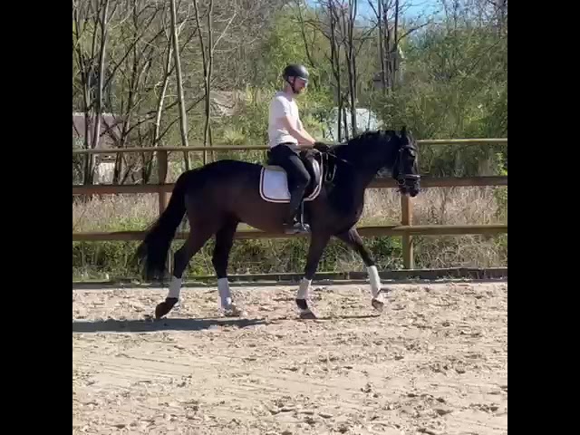 Loxway CB, hongre 5 ans