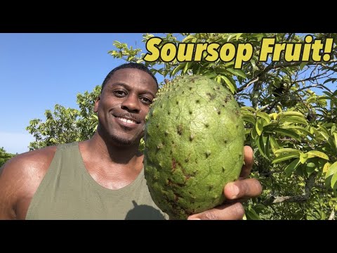 Soursop The CANCER Fighting Fruit That's Nutritious & DELICIOUS