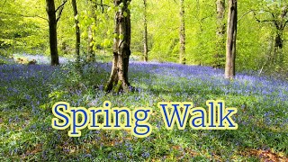 Walking In Bluebell Woods - Virtual Forest Walk In Spring - Treadmill Workout Scenery