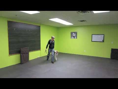 Dog Training in Guelph – Scratch and Sniff Canine Services ...