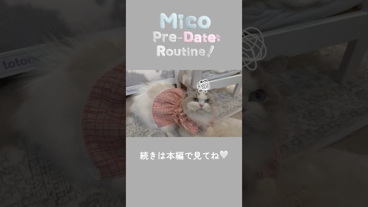 【猫vlog】恋する猫のデート当日ルーティン！#猫のいる暮らし #猫 #cat