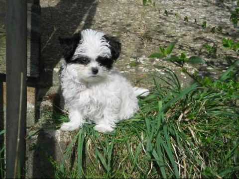 wie kann jemand  dir jemals sagen.. Gila Antara