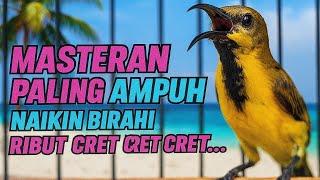 Download lagu PANCINGAN SOGON BAHAN GACOR NAIKIN BIRAHI SOGON MACET mp3