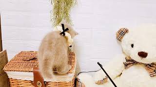 ブリティッシュロングヘアの動画01