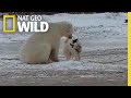 Watch An Unlikely Encounter Between A Sled Dog And A Polar Bear Nat Geo Wild