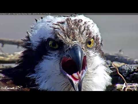 Up Close On Iris The Osprey – May 3, 2019