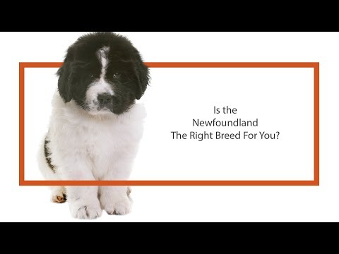 Newfoundland Breed Video