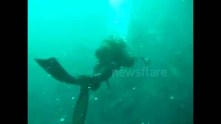 Shark frenzy in South Africa