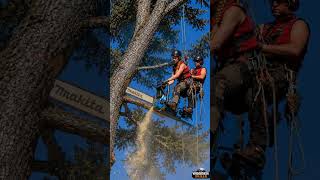 Download lagu A GIANT MAKITA chainsaw cutting tree #chainsawman #wood #woodworking #arborist #shorts mp3 Download lagu A GIANT MAKITA chainsaw cutting tree #chainsawman #wood #woodworking #arborist #shorts mp3