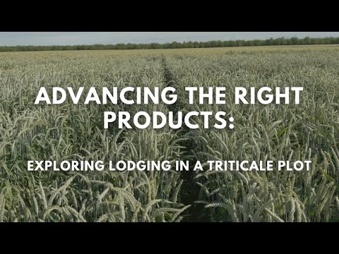 Advancing the Right Products: Exploring Lodging in a Triticale Plot