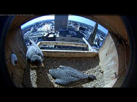 2018 02 05 Axel Watertoren Alex In De Kast En Paring Op Rand