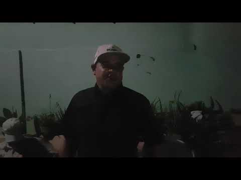 Simón Blázquez arree 🤠