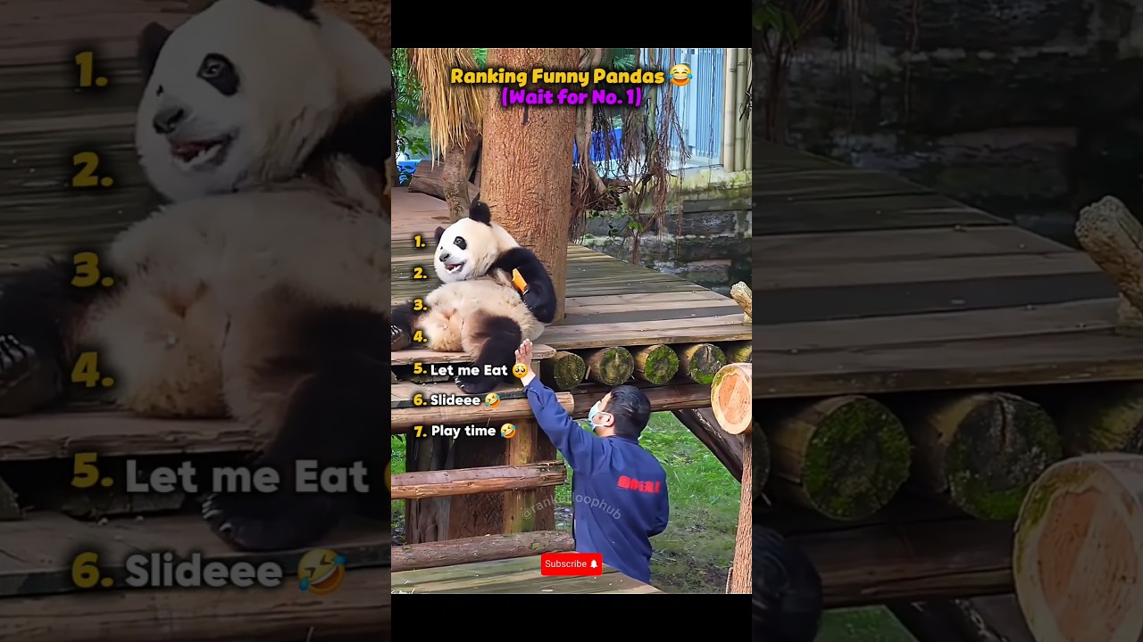 Ranking Funny Pandas #viral #funny #ranking #pets #panda #animals #cute #memes #hilarious