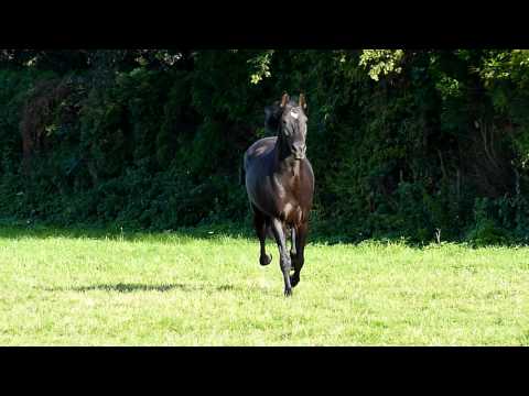 libre comme un cheval noir