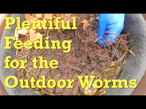 Nice big 18th feeding for the v4.0 outdoor worm bag - vermicompost