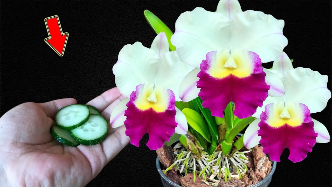 Just Need 1 Piece! Suddenly Orchids Bloom All Year Round Non-Stop