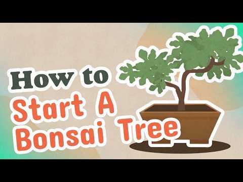 How to Start A Bonsai Tree