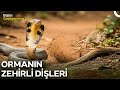 Tahtın Gerçek Sahibi Kral Kobranın İmparatorluğu Türkçe Dublaj Belgesel