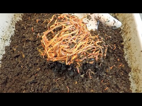 Two oldest, 4000 population red wiggler worm bins fed - vermicomposting