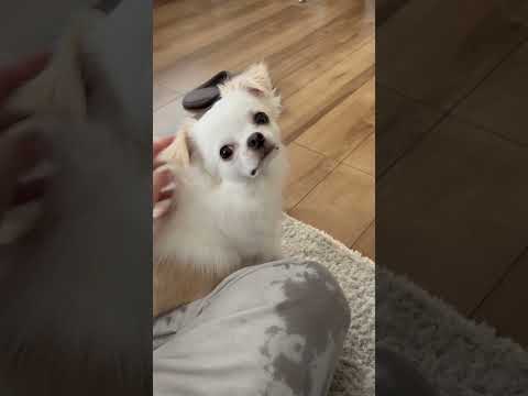 ずっと飼い主を見つめるチワワ のサムネイル