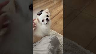 ずっと飼い主を見つめるチワワ / 飼い主大好き のサムネイル