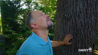 Tree Pruning & Removal: Navigate Permits with ISA Certified Arborists