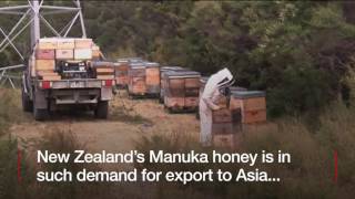 Hundreds of beehive thefts blamed on rising honey price 15 mar 2017