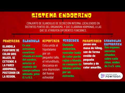 SISTEMA ENDOCRINO, PS26