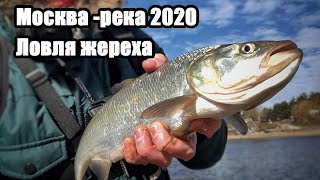 Ловля жереха на канале им москвы