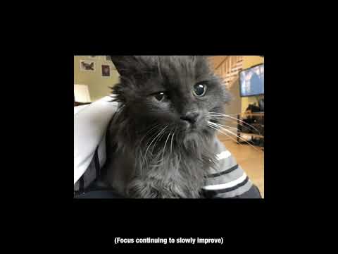 19 Year Old Cat’s Full Recovery After A Stroke